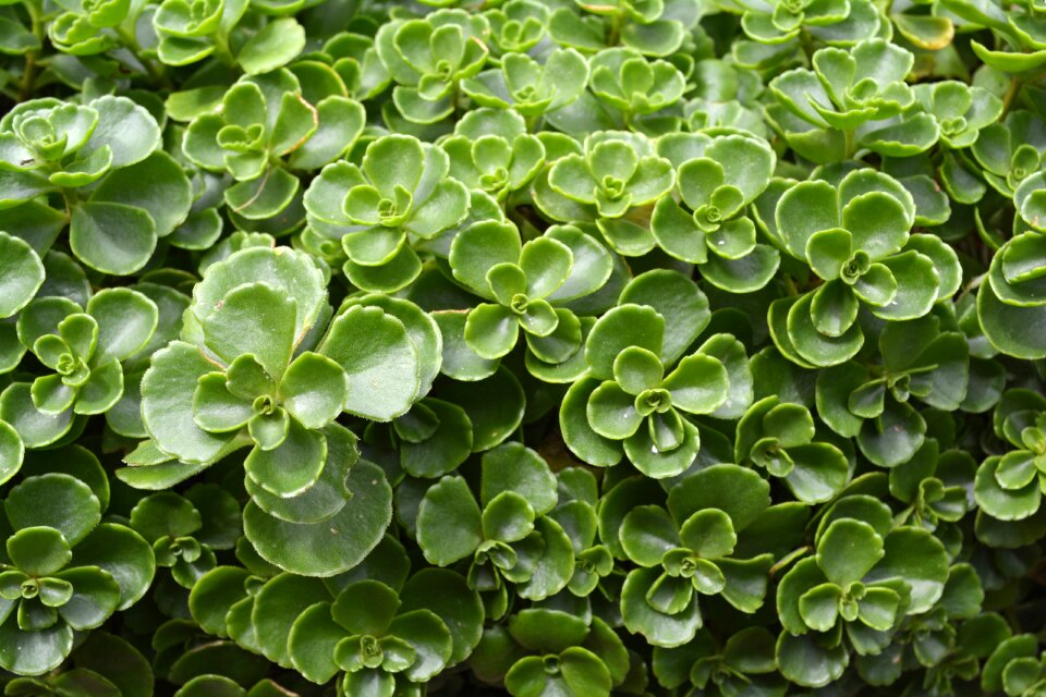 Leaf floral botanical