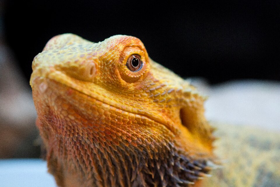 Dragon scaly exotic