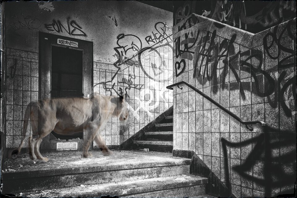 Staircase black and white graffiti