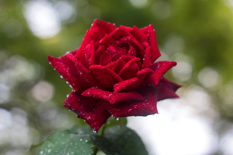 Bloom romantic garden
