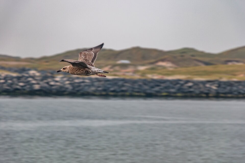 Flying animal wing