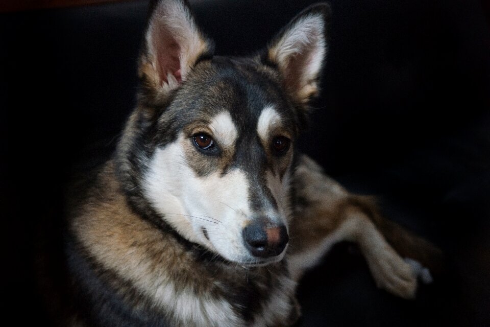 Crossbreed mutt animal