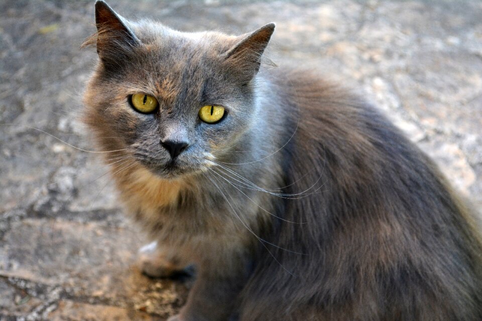 Portrait feline adorable