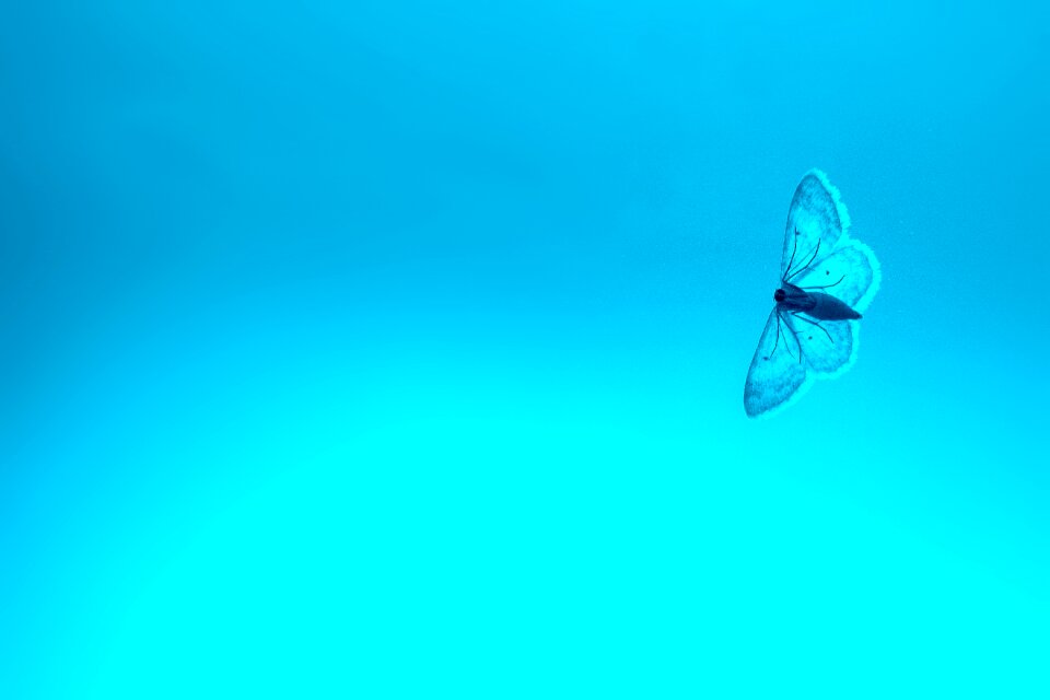 Sky bill flight insect