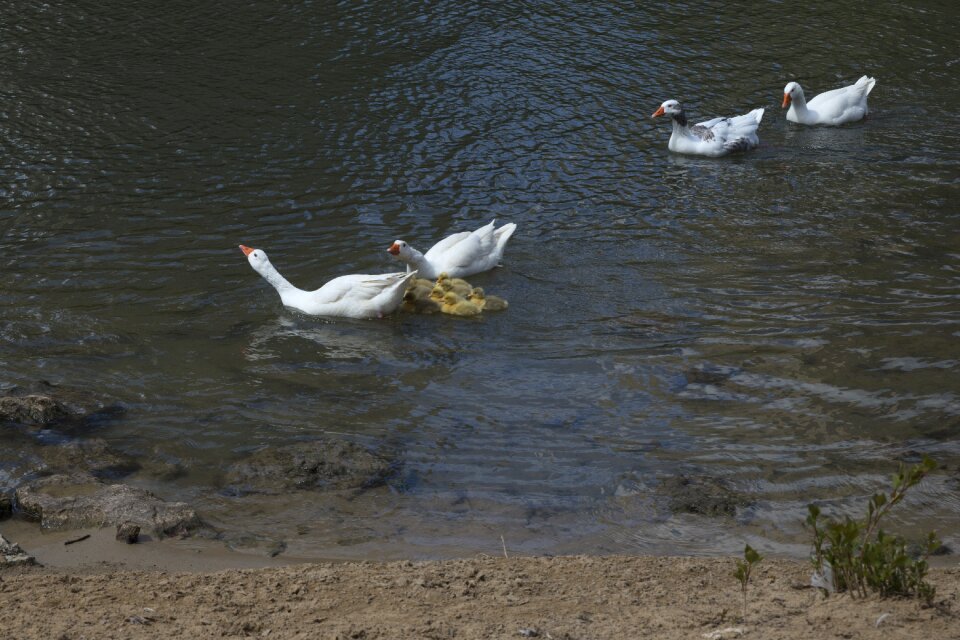 Nature plumage swim