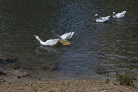 Nature plumage swim photo