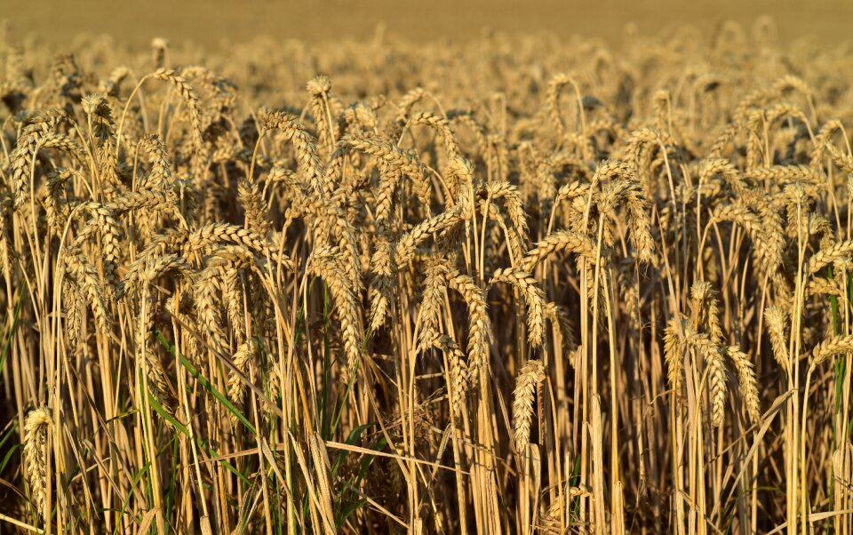 Agriculture field summer