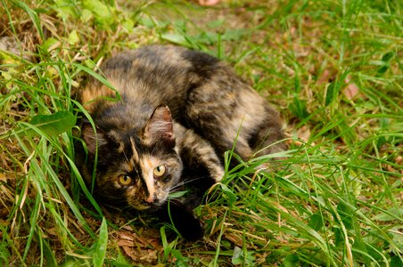 Kitten feline eyes