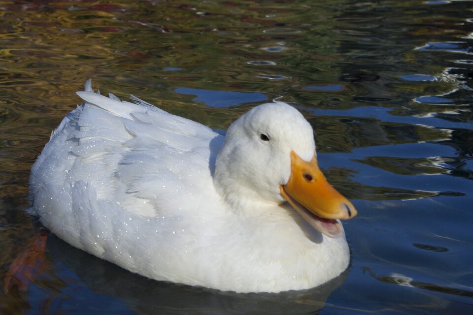 Pond plumage nature