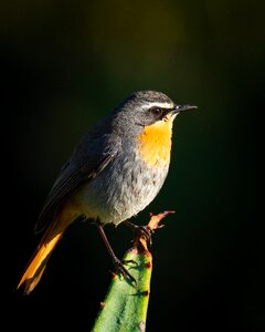 Nature wildlife robin