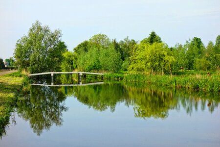 Trees water reflections