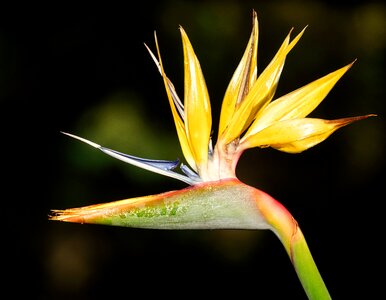 Nature plant bloom