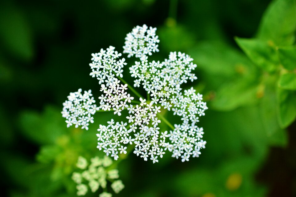 Medicinal plant plant meadow