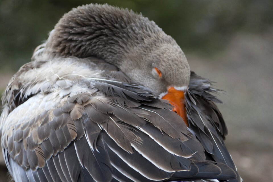 Plumage nature fauna