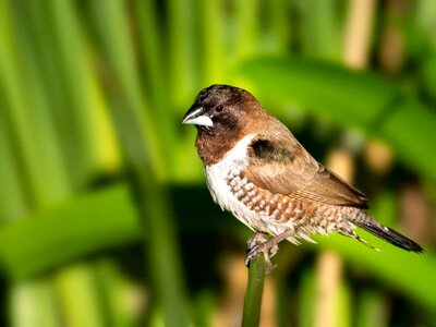 Sparrow wildlife animal photo