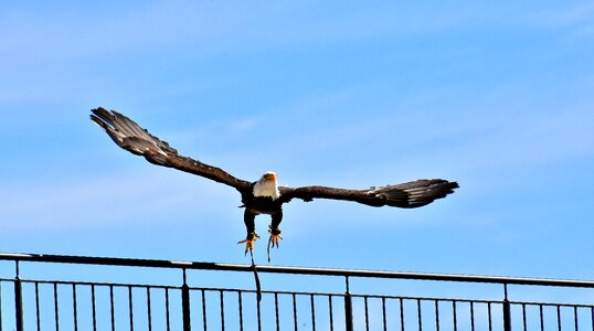 Bird raptor bird of prey