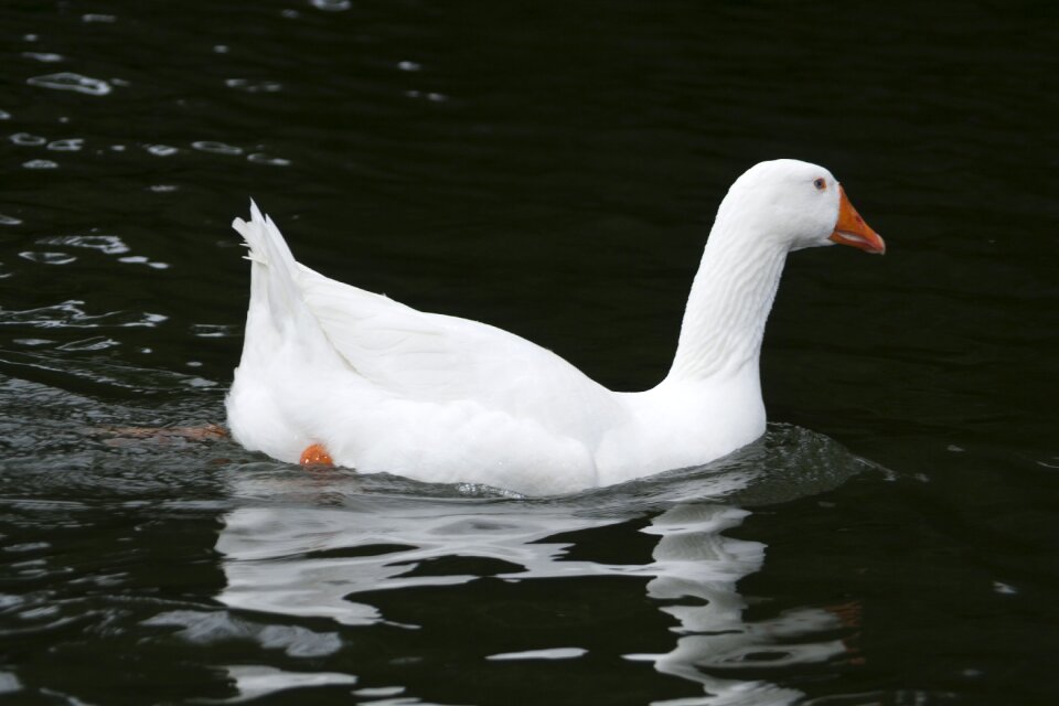 White fauna nature