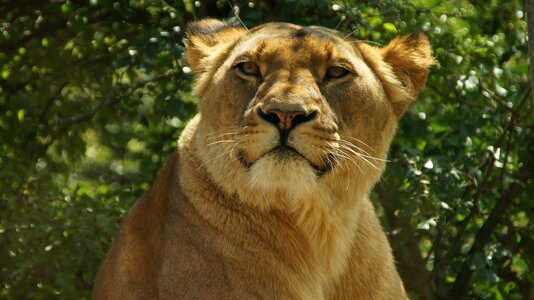 Animal world wild predator