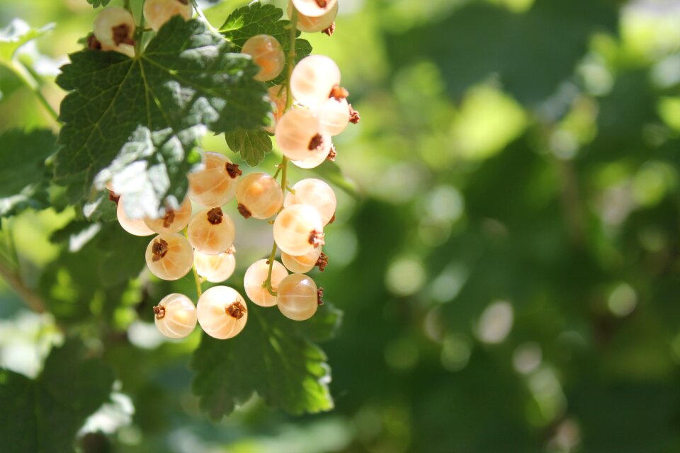 Garden berry summer