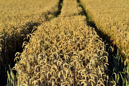 Agriculture field summer