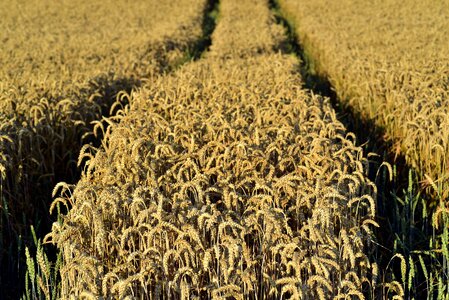 Agriculture field summer photo