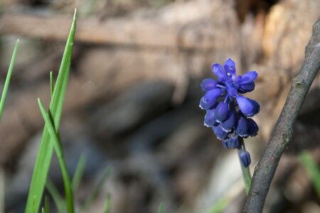 Spring beauty beautiful
