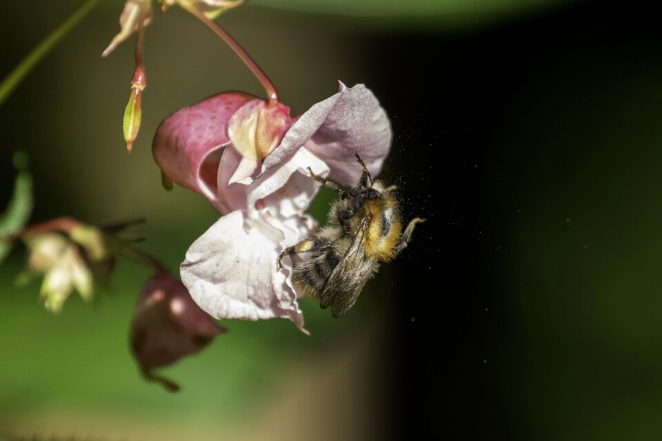 Nectar blossom bloom