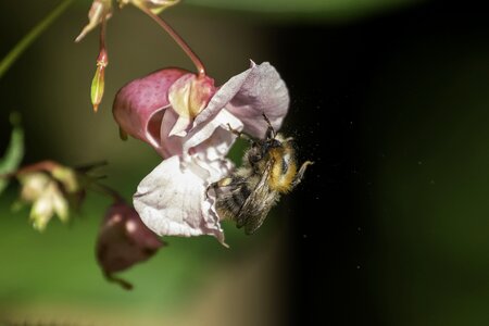 Nectar blossom bloom