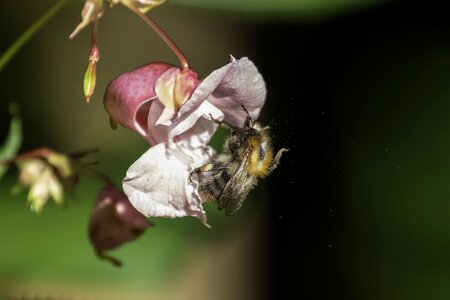 Nectar blossom bloom photo