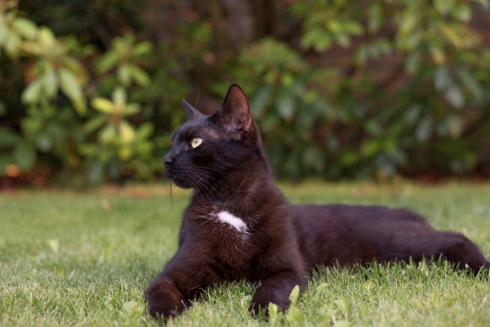 Pets my favorite black