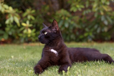 Pets my favorite black