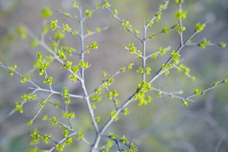 Leaf tender bud