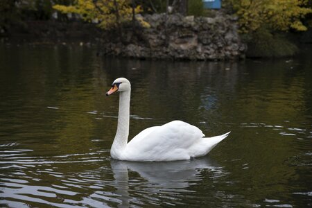 Ave fauna plumage