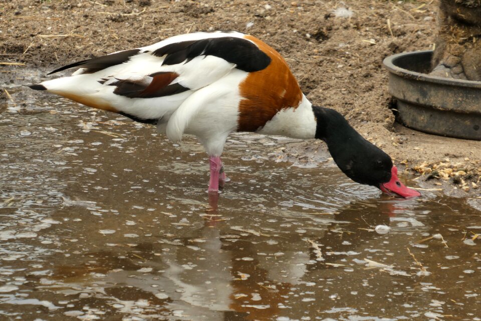 Bird outdoor plumage