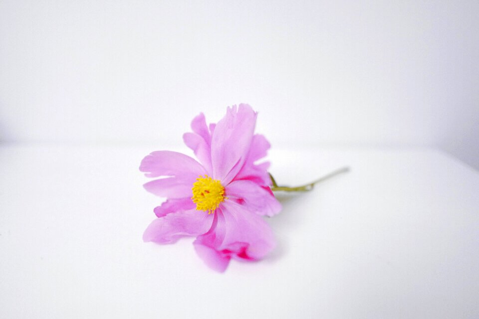 Flower daisy purple