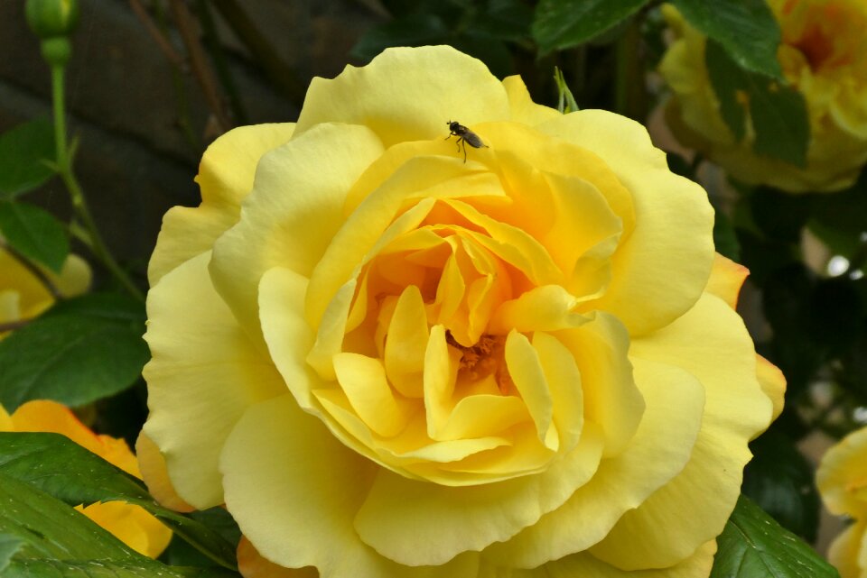 Color petals bloom