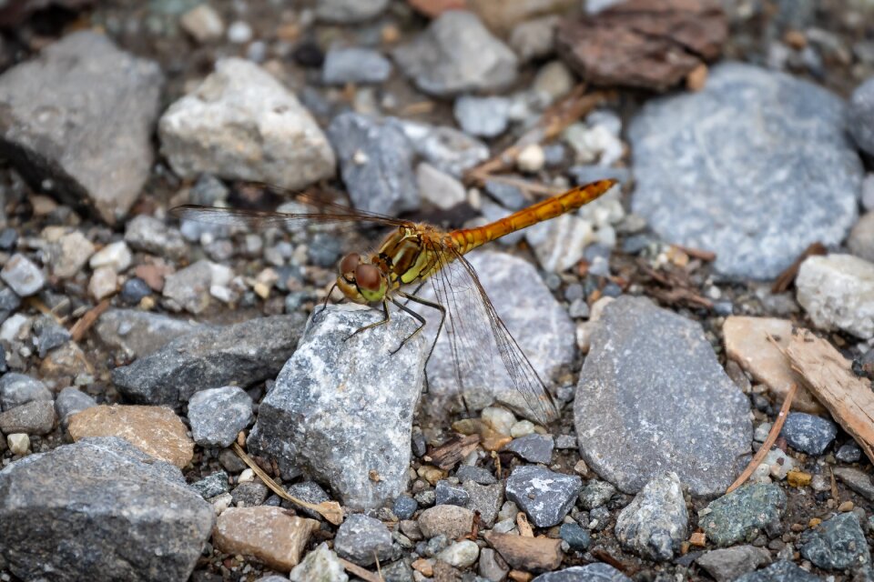 Wing flight insect dragonflies