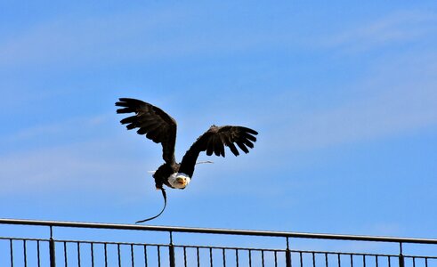Bird raptor bird of prey
