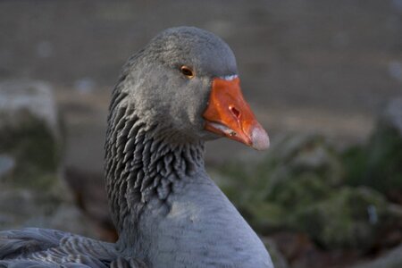 Birds plumage nature photo