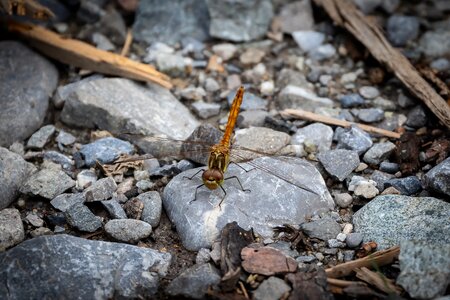 Wing flight insect dragonflies