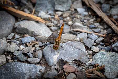 Wing flight insect dragonflies photo