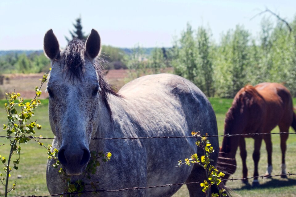 Animal field rural