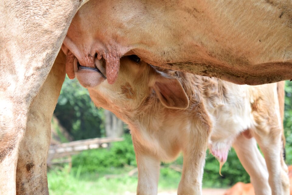 Mammal milk cuteness