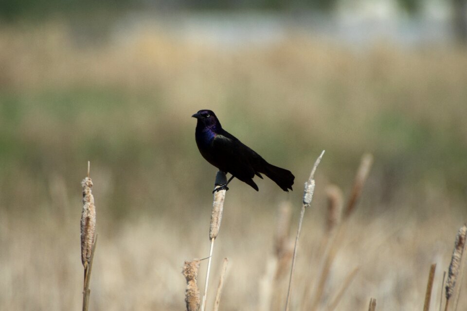 Animal marsh wildlife