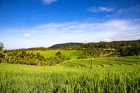 Panorama nature rice terraces photo