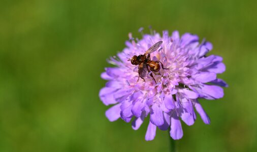 Purple pointed flower insect photo