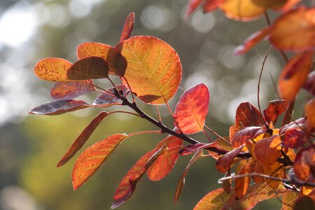 Fall foliage fall leaves forest