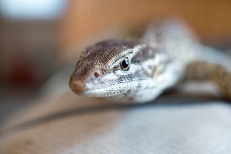 Reptile exotic pet