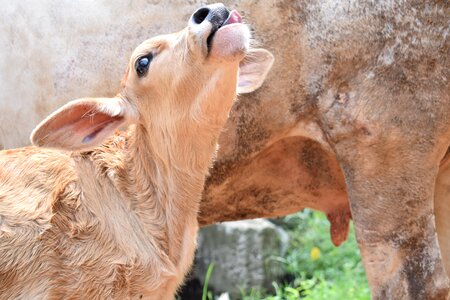 Mammal milk cuteness photo