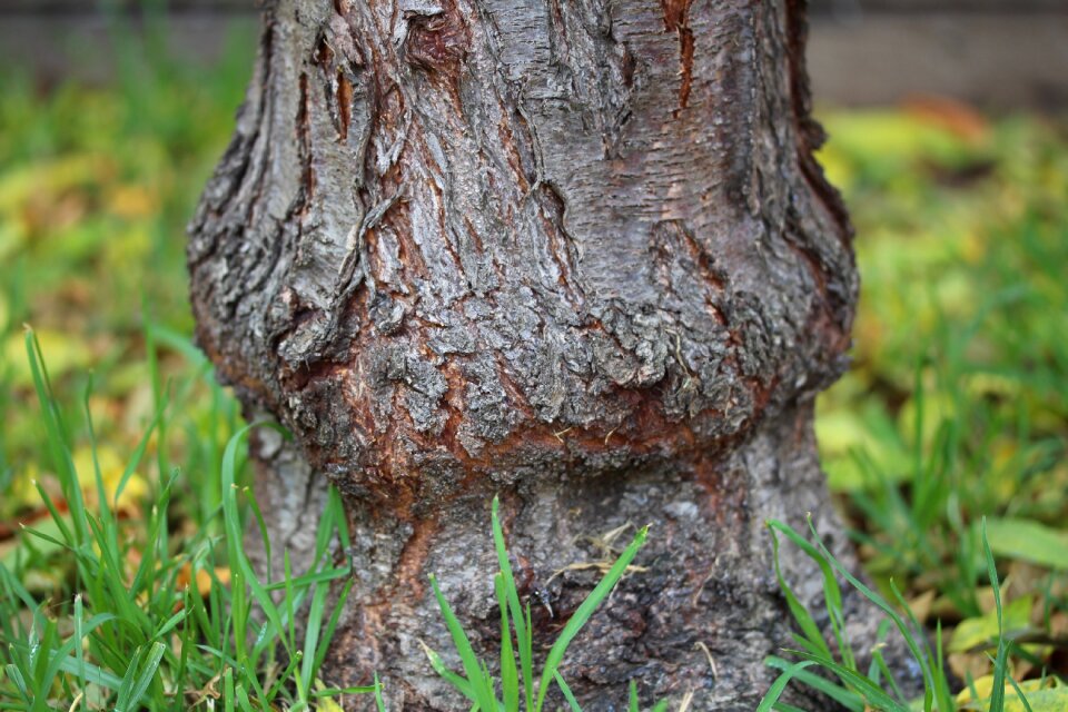 Outdoors bark trunk